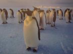 南極企鵝郵局的職位申請開放